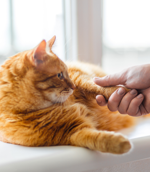 cómo hacer que mi gato me prefiera